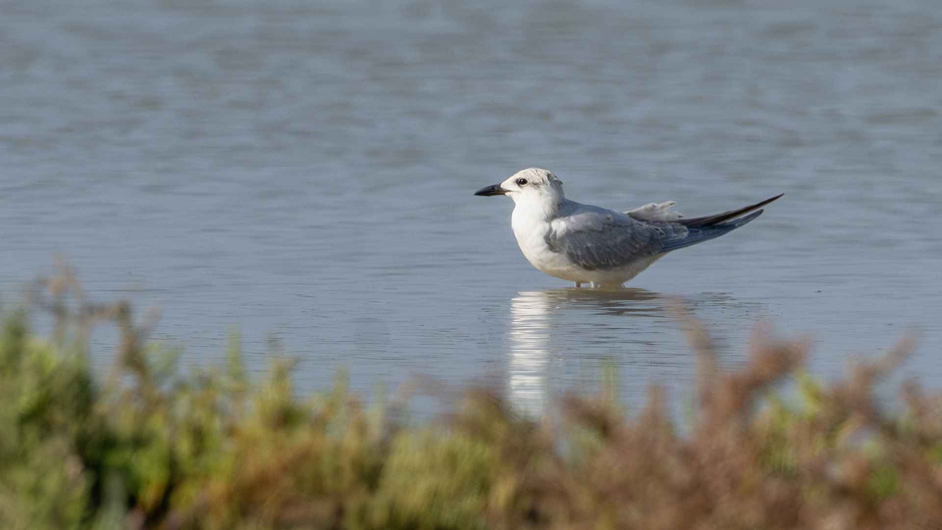 Gull-billed Tern